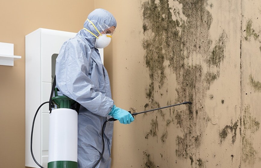 Edmonton Mold Remediation Black Mold Removal