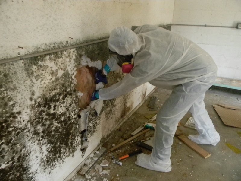 Mold Removal Remediation Kahului Maui 1