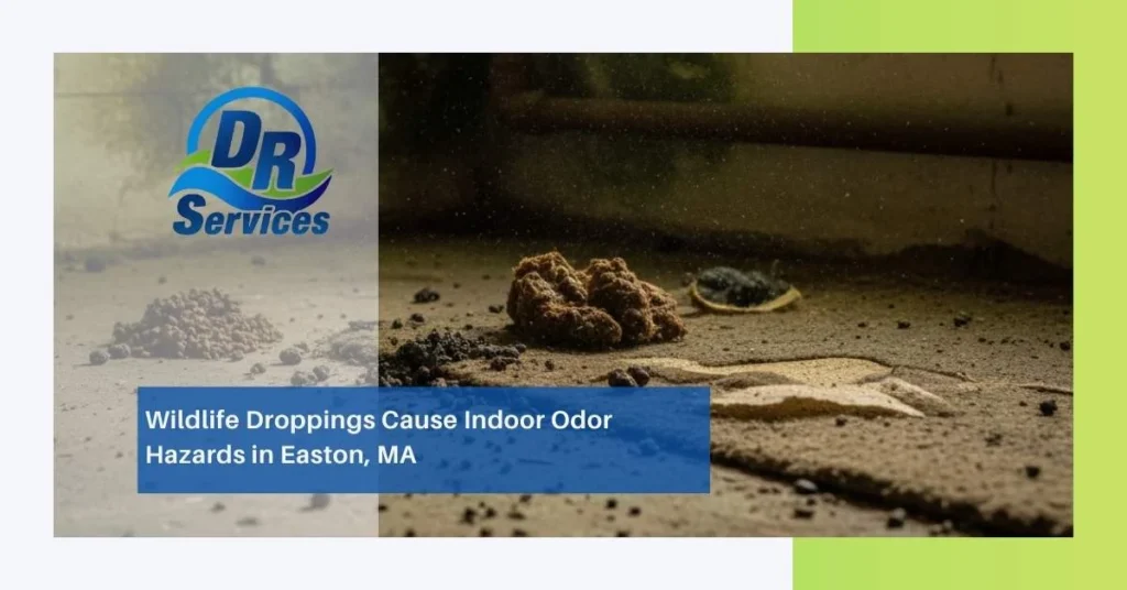 Wildlife Droppings Cause Indoor Odor Hazards in Easton, MA