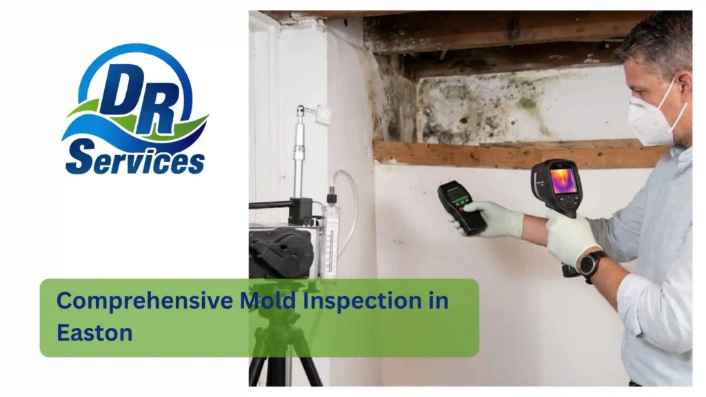 Comprehensive Mold Inspection in Easton
