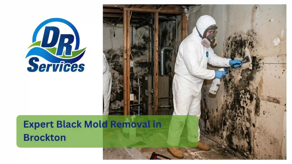 Expert Black Mold Removal in Brockton