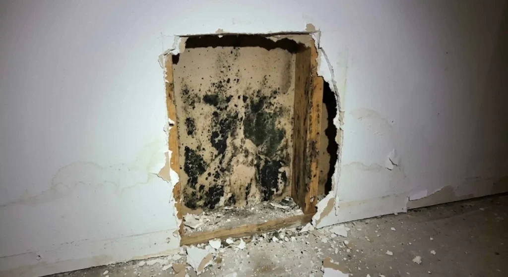 hidden mold behind drywall