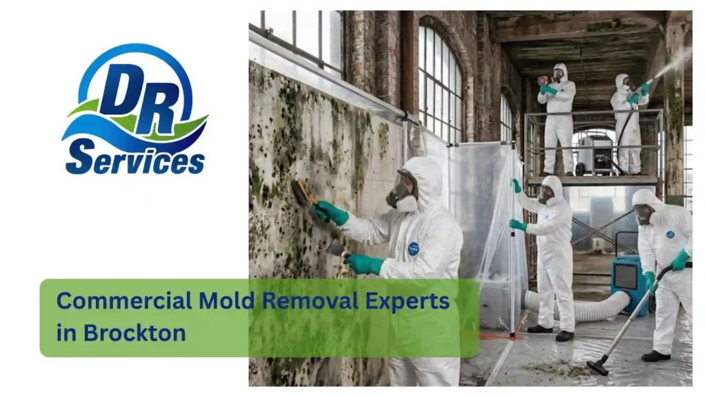 Commercial Mold Removal Experts in Brockton
