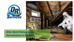 Attic Mold Removal and Remediation in Easton